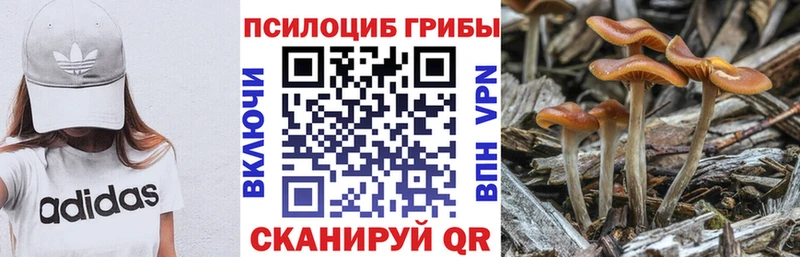 купить наркотик  Зубцов  Галлюциногенные грибы MAGIC MUSHROOMS 